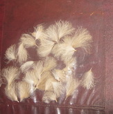 CDC Puff grey dun Benecchi